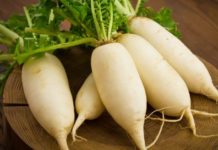 The Great Radish: The Prodigious Root