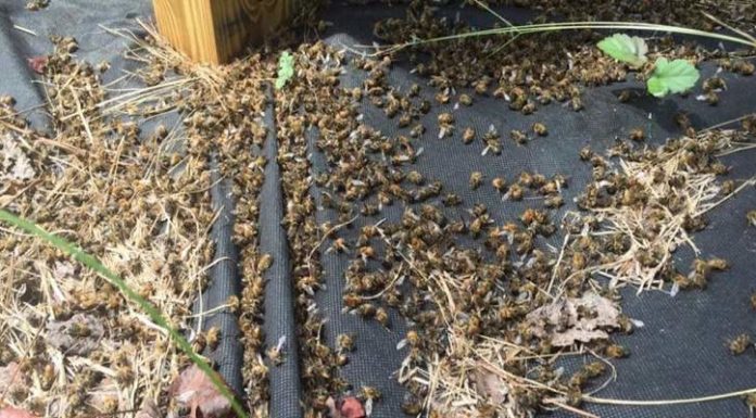 38 Million Bees Massacred – Drop DEAD After U.S. Farms Spray Neonictinoids On GMO Crops