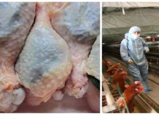 Finally! The FDA Admits That Nearly Over 70% of U.S. Chickens Contain Cancer-Causing Arsenic.
