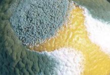 Survival Hack: How To Create Homemade Penicillin