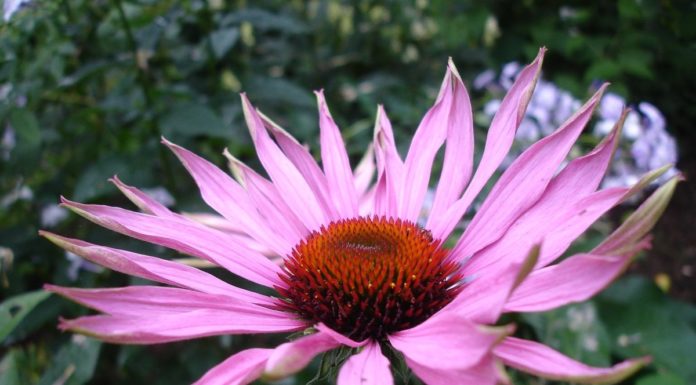 Echinacea – action and application