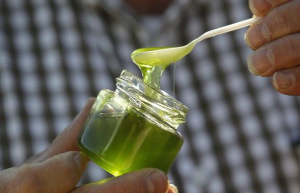 In This Way You Must Consume Aloe Vera, Lemon and Honey, The Best Remedy To Treat Colitis, Gastritis, Ulcers, Constipation, Among Other Things