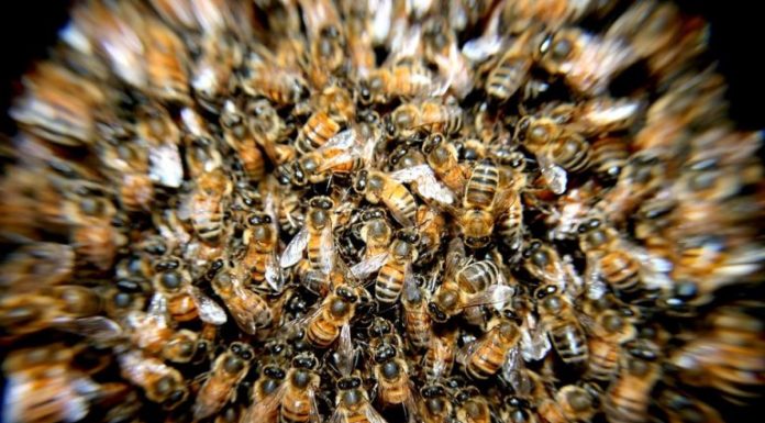 “Secret Studies:” Bayer Knew Their Products Were Wiping Out Bees, Did Nothing According to Greenpeace Investigation
