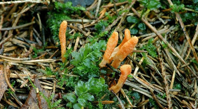 This Potent Herb Heals COPD, Adrenal Fatigue, Cancer, Immune Dysfunction and More