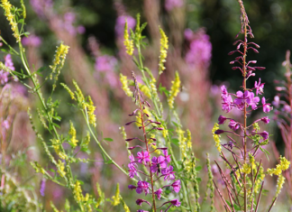 Edible or Poisonous? Tips on How to Determine Which Forgeable Wild Plants Are Safe to Consume