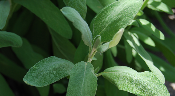 How to Successfully Grow an Herb Garden (INFOGRAPHIC)