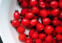 Everyday Medicine Of The Native Americans: 15 Of Their Most-Used Plants