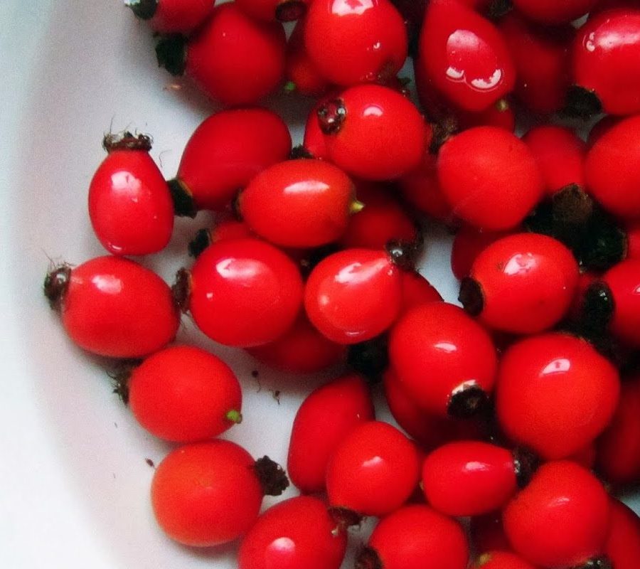 Everyday Medicine Of The Native Americans: 15 Of Their Most-Used Plants
