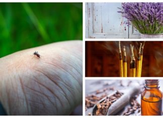 Repel Mosquitoes And Prevent Them From Biting You With ACV And Herbs