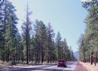 Pesticide Created By Bayer Accidentally Kills Off Twelve-Mile Stretch of Trees in Oregon