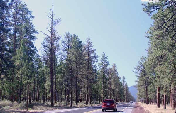 Pesticide Created By Bayer Accidentally Kills Off Twelve-Mile Stretch of Trees in Oregon