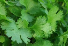 Cleanse Your Body of Heavy Metals With This Cilantro Recipe