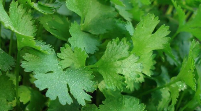 Cleanse Your Body of Heavy Metals With This Cilantro Recipe