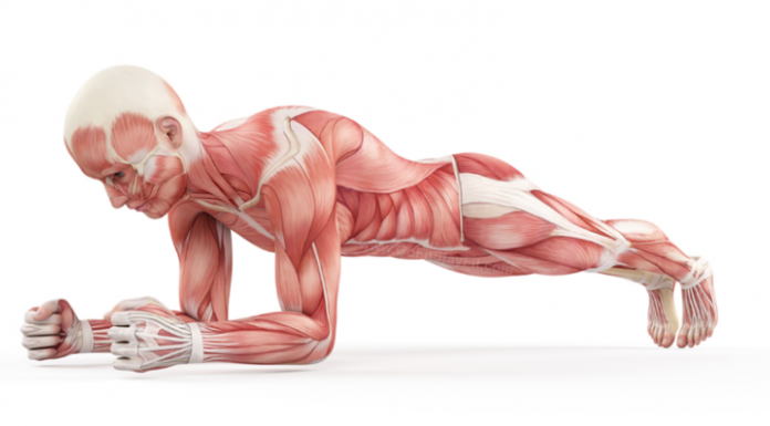 7 Things That Happen When You Do planks Every Day