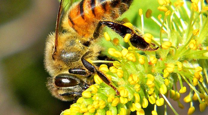 Top 30 Flowers For Bees