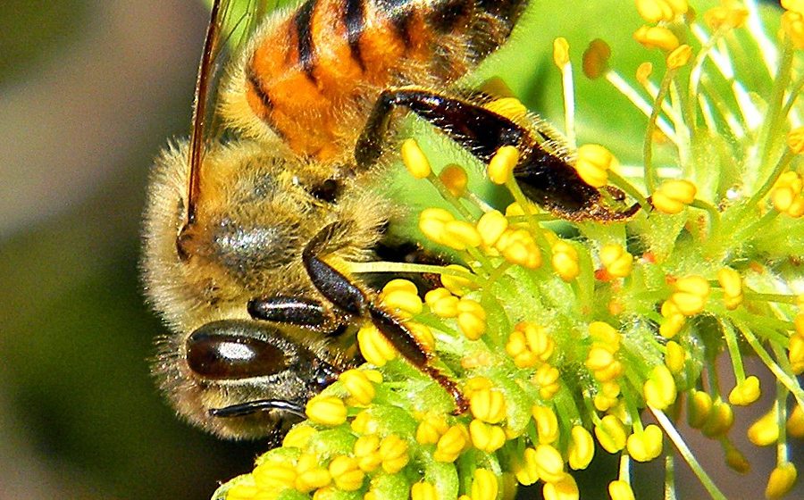 Top 30 Flowers For Bees