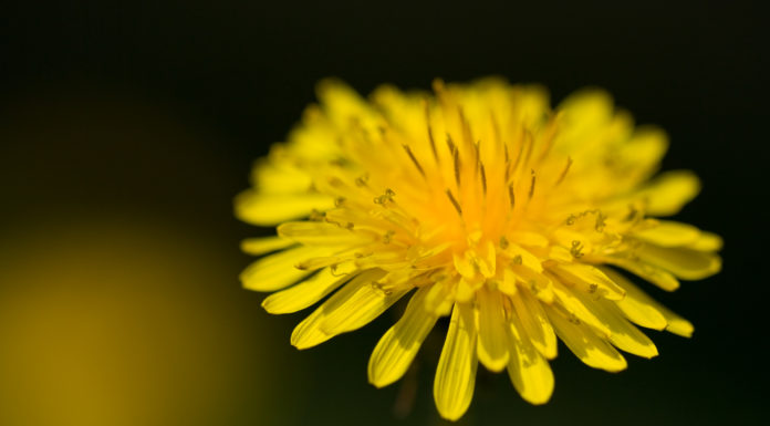 Dandelion Root Against Chest Pains And Heart Diseases