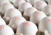 Major Investigation Exposes the Truth About One of America’s Largest Organic Egg Brands