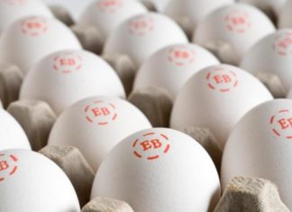 Major Investigation Exposes the Truth About One of America’s Largest Organic Egg Brands