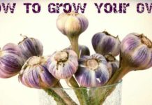 How To Grow Your Own Garlic With Ease