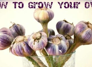How To Grow Your Own Garlic With Ease