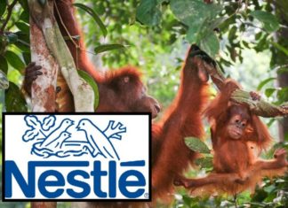 Suspended! Nestlé Reprimanded by Sustainable Palm Oil Group, Can No Longer Include Claim on Its Products