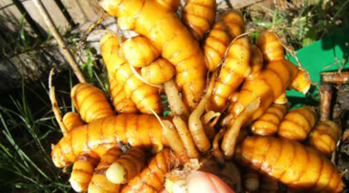 How to Grow Endless Turmeric at Home and Why It is Totally Worth It